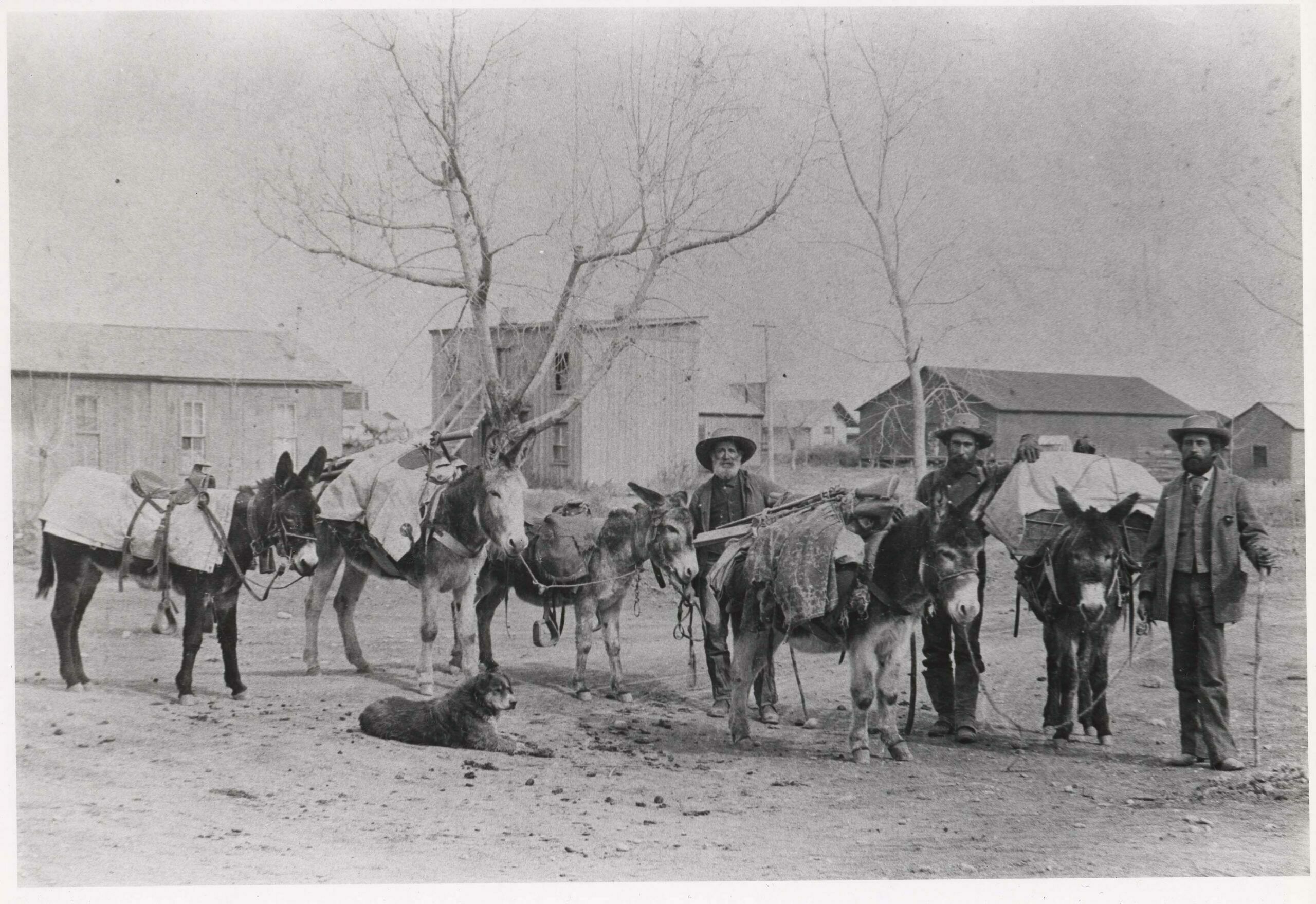 Once large numbers of people began congregating into towns, commercial meat hunters provided – for a time – much of the food before regular supply lines could be established. Camp gear, big bore rifles, a few burros, some pack saddles or old Army McClellan saddles, and a keen eye were all that was necessary. This hunting outfit heads out of Buena Vista in about 1879.  (1)