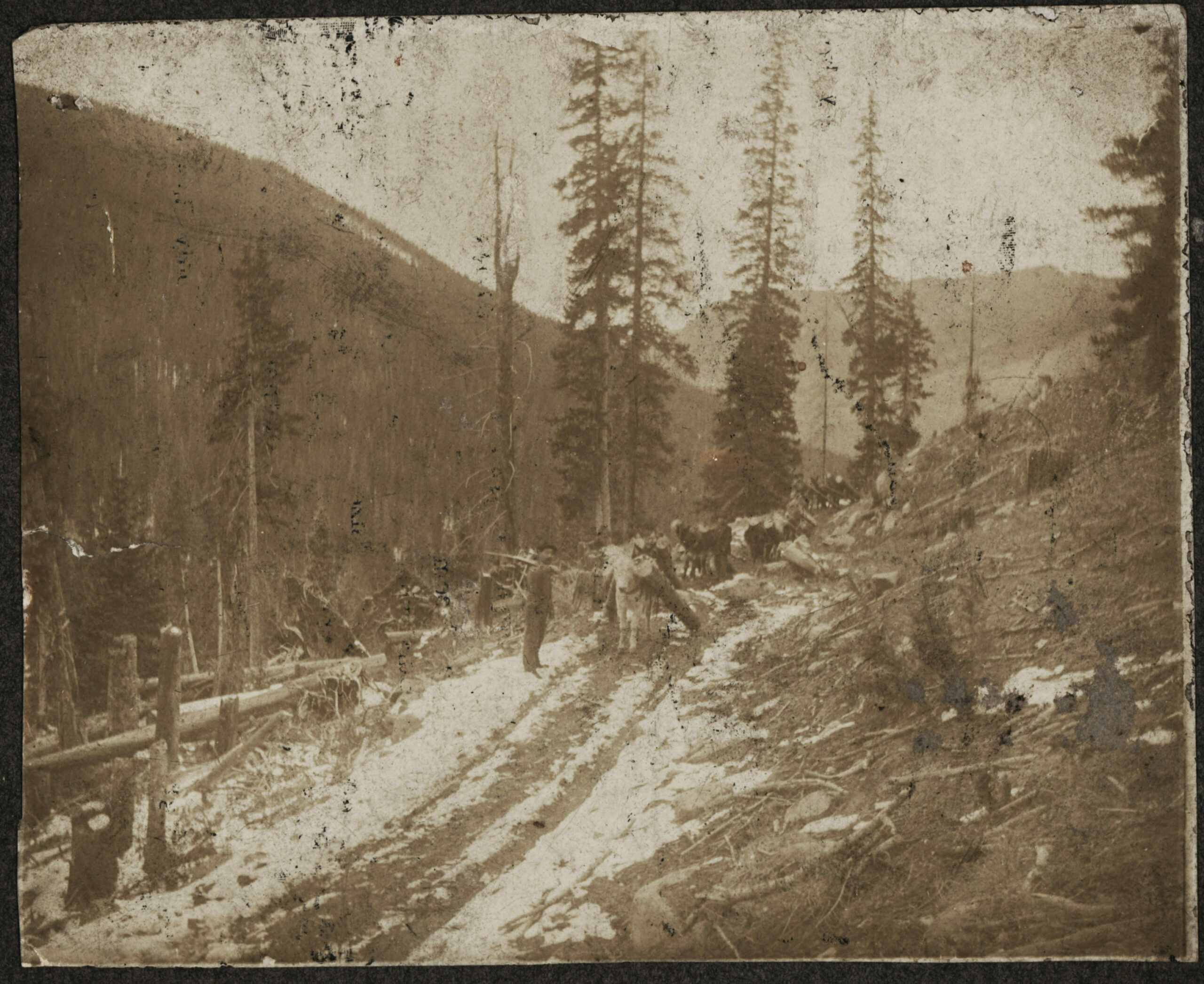 A burro train hauls timber on Old Monarch Pass.